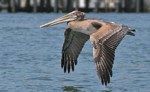 Wielkopolska ubojnia drobiu