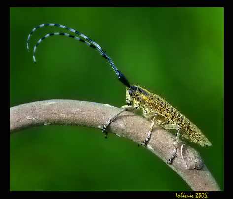 Piła ubojnia drobiu