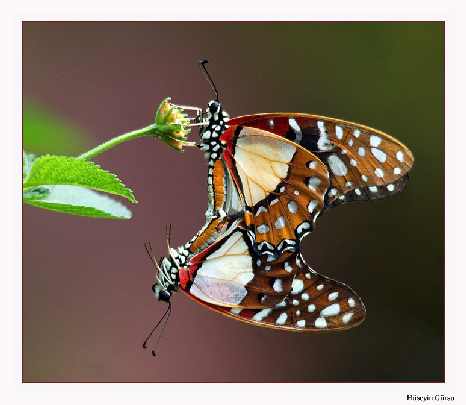 hurtownia drobiu Lwówek