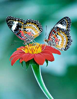 ubojnia kurczaków woj. świętokrzyskie