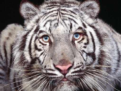 rzeźnia kurczaków województwo lubelskie