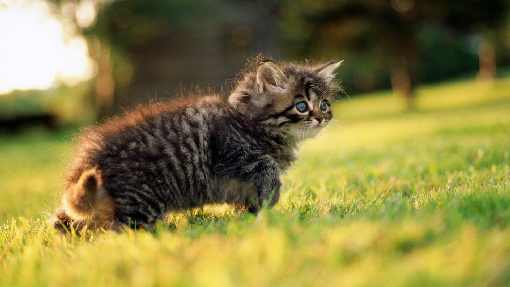 Ubojnia drobiu Wielkopolska