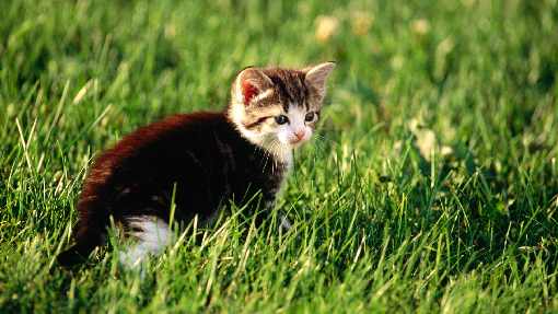 ubojnia drobiu Człopa