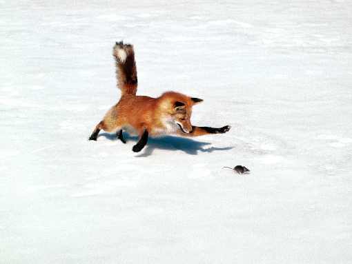 ubojnia drobiu Piła