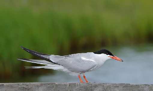 hurtownia drobiu Nowe Skalmierzyce
