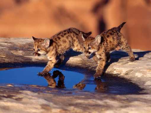 woj. małopolskie rzeźnie drobiu