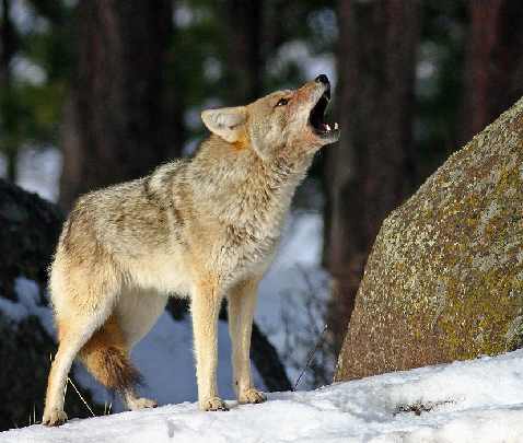 ubojnia kurczaków Kamień Krajeński