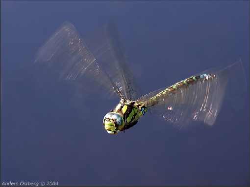ubojnia kur województwo mazowieckie