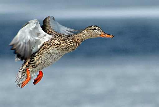 województwo świętokrzyskie ubojnie kurczaków