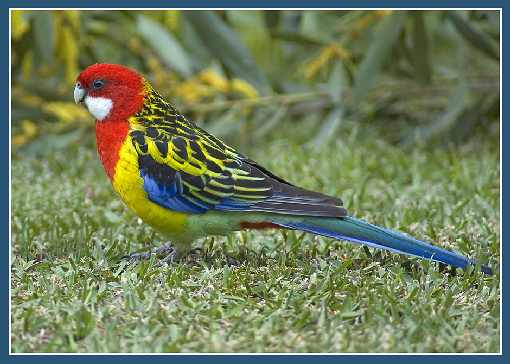 warmińsko mazurskie rzeźnia drobiu