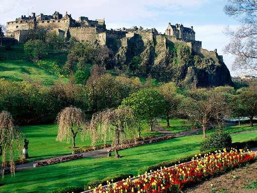 kurczaki hurt Trzciel