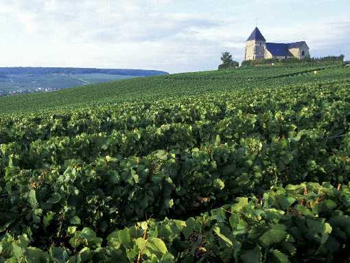 rzeźnie drobiu woj. śląskie