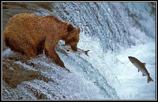 ubojnia kurczaków Lubniewice