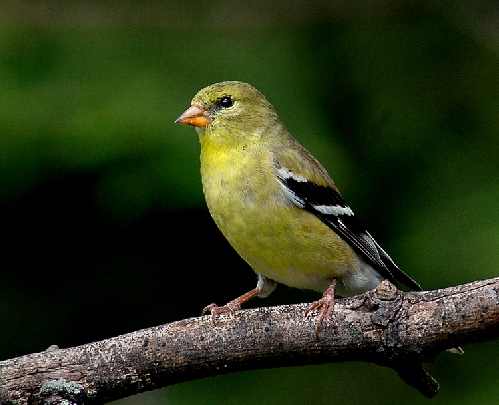 ubojnie kur Zachodniopomorskie
