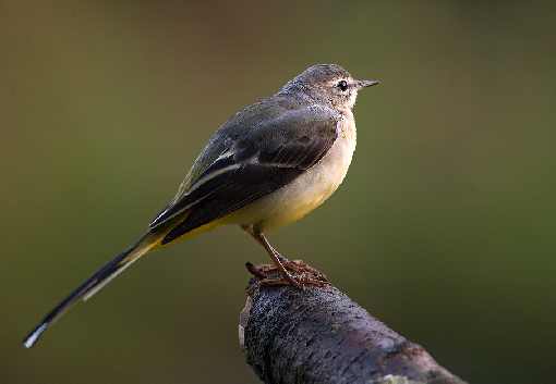 ubojnia drobiu Lubuskie