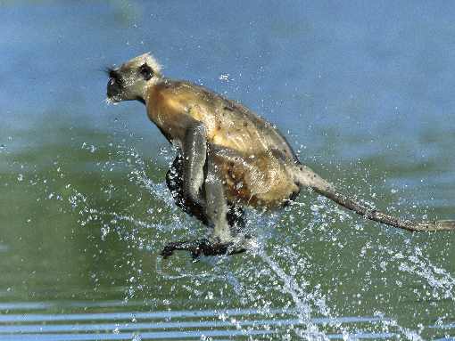 mazowieckie ubojnie drobiu