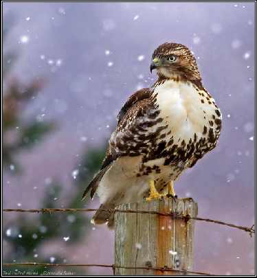 województwo świętokrzyskie rzeźnie drobiu