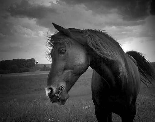 woj. podkarpackie rzeźnia kurczaków