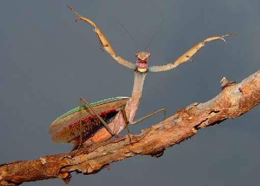 świętokrzyskie ubojnia kur