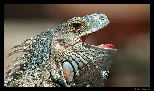 kurczaki Zielona Góra