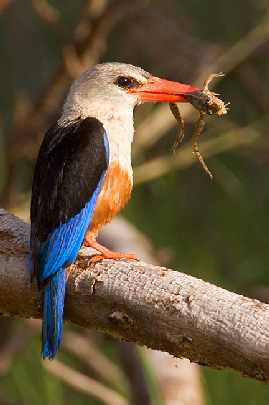 ubojnia drobiu w Wielkopolsce