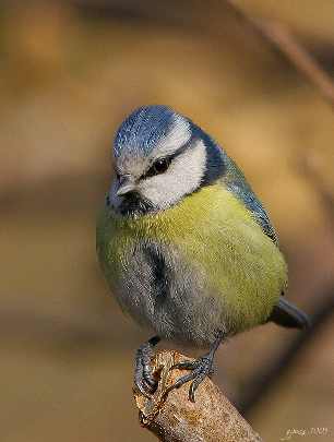 kurczaki Krynica Morska