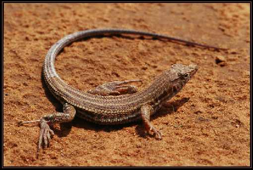 Toruń filet z kurczaka