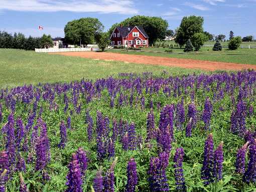 rzeźnia kurczaków lubelskie