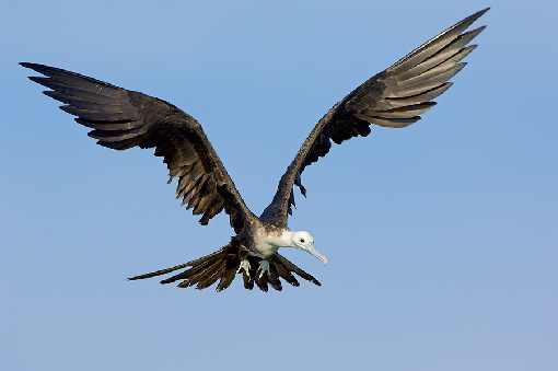 hurtownia drobiu Choszczno