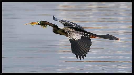 ubojnia drobiu Wielkopolska