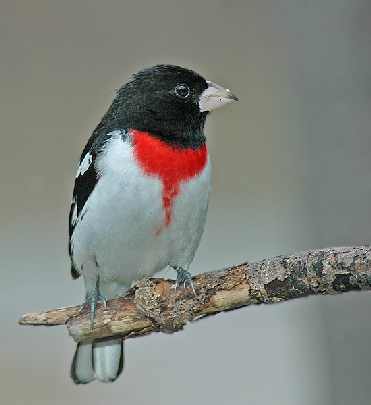 ubojnia drobiu strona internetowa