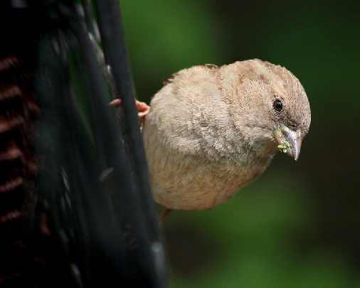 województwo śląskie ubojnie kurczaków