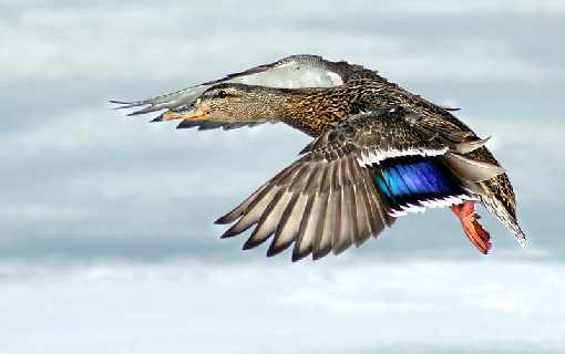 woj. mazowieckie ubojnie kur