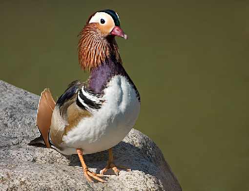 województwo opolskie ubojnie kurczaków