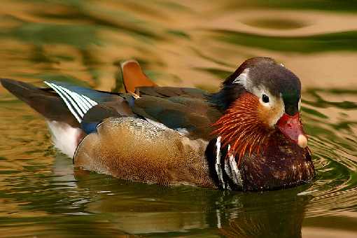 ubojnia drobiu Wielkopolskie