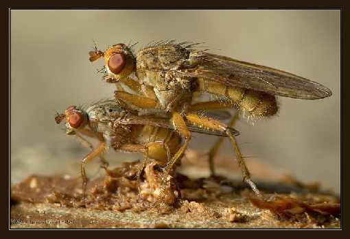 ubojnie drobiu Wielkopolska