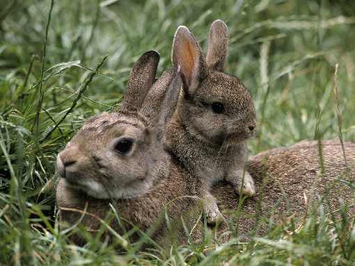 ubojnie kur podkarpackie