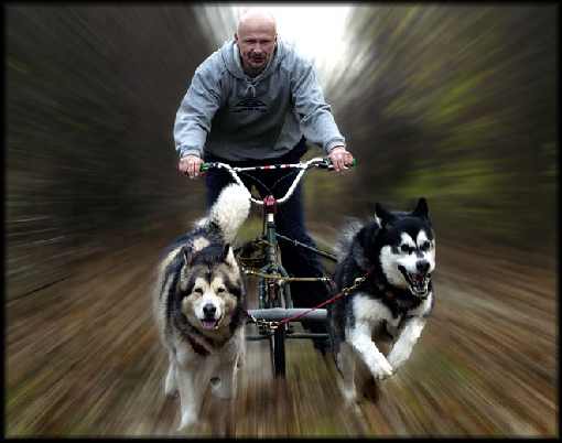 hurtownia drobiu Kobylin