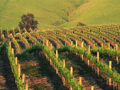 ubojnie drobiu Wielkopolska