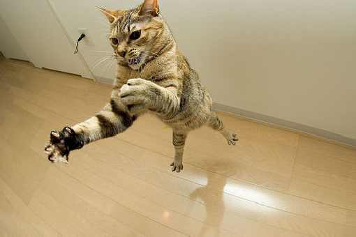 rzeźnie drobiu województwo wielkopolskie