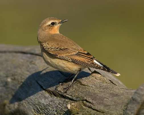 kurczaki Toruń cena