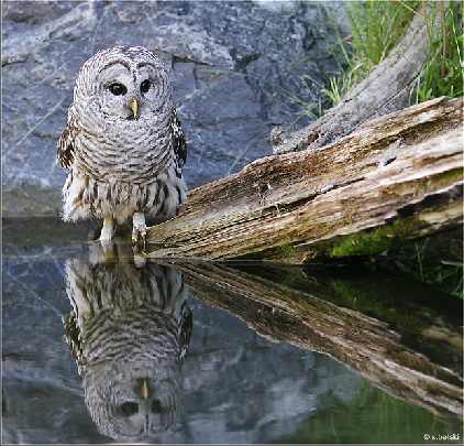 hurtownia drobiu Drezdenko