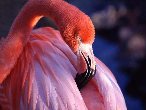 hurtownia kurczaków Poniec