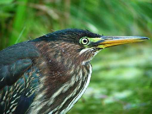 polecana ubojnia drobiu