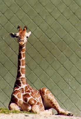 ubojnie kur podkarpackie