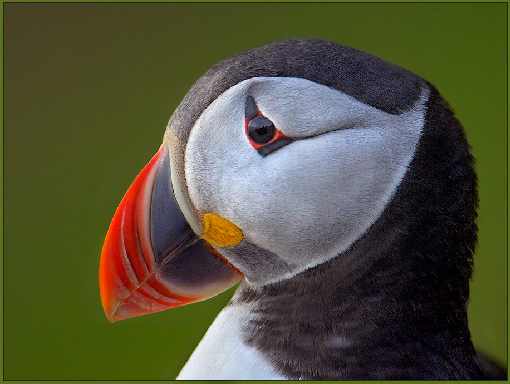 ubojnia kurczaków Stepnica