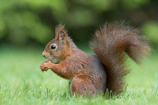 ubojnie drobiu Wielkopolskie