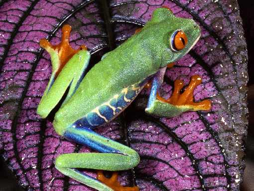 ubojnia kurczaków Wielkpolska