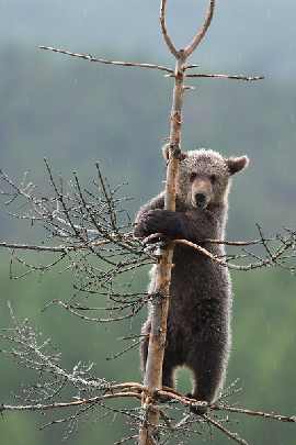 rzeźnia kurczaków woj. opolskie