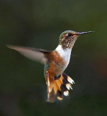 rzeźnia kurczaków woj. łódzkie